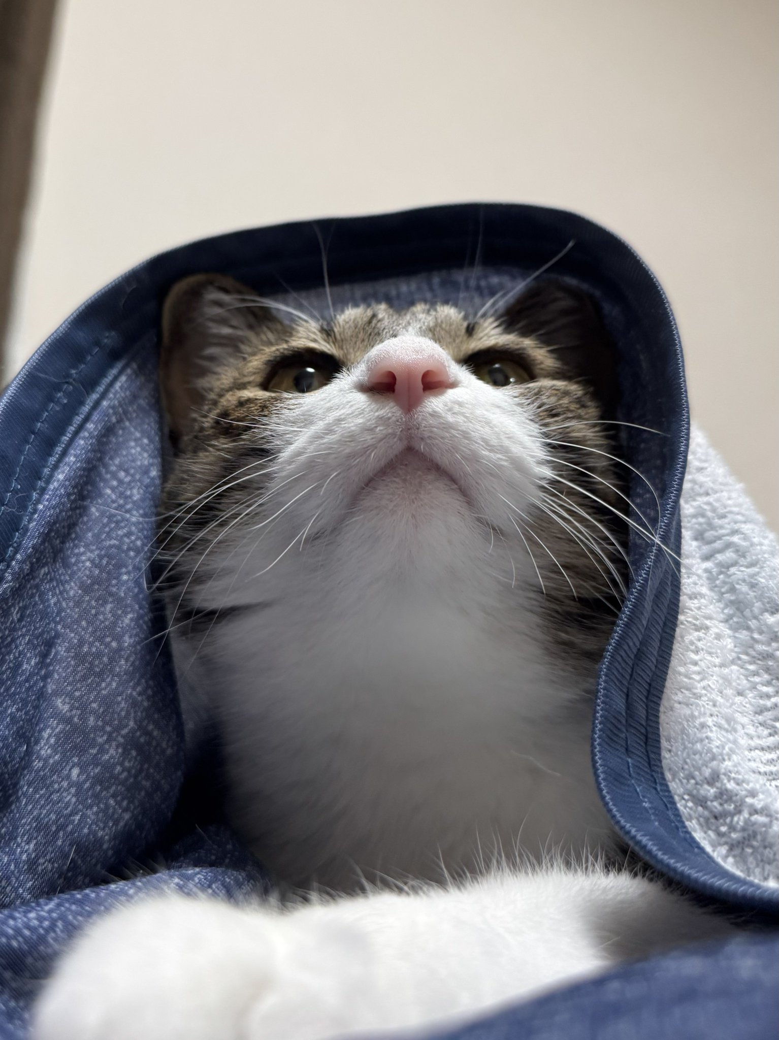 ぎんのねこ on X: 