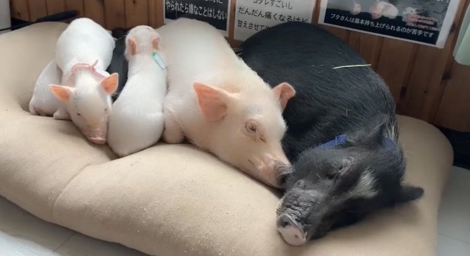 IyasarePR's tweet photo. えっ何これ天国….？

可愛さのｸﾞﾗﾃﾞｰｼｮﾝにまたしても思考停止🐽��

癒され亭でのひとコマ👀

大きい子から小さい子までみっちり並んでお昼寝中…
みんな無防備すぎて愛おしさが爆発☺️

幸せな寝顔に癒やされたらぜひいいねを♡

＃癒され亭 ＃那須 ＃マイクロブタ ＃今日の癒やし https://t.co/fwlDxUFS4r