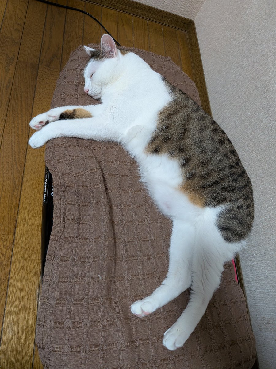 Cherrymomo7's tweet photo. 夜の用事が終わるまで寝て待ついい子
＃猫 https://t.co/APBuTC08EQ
