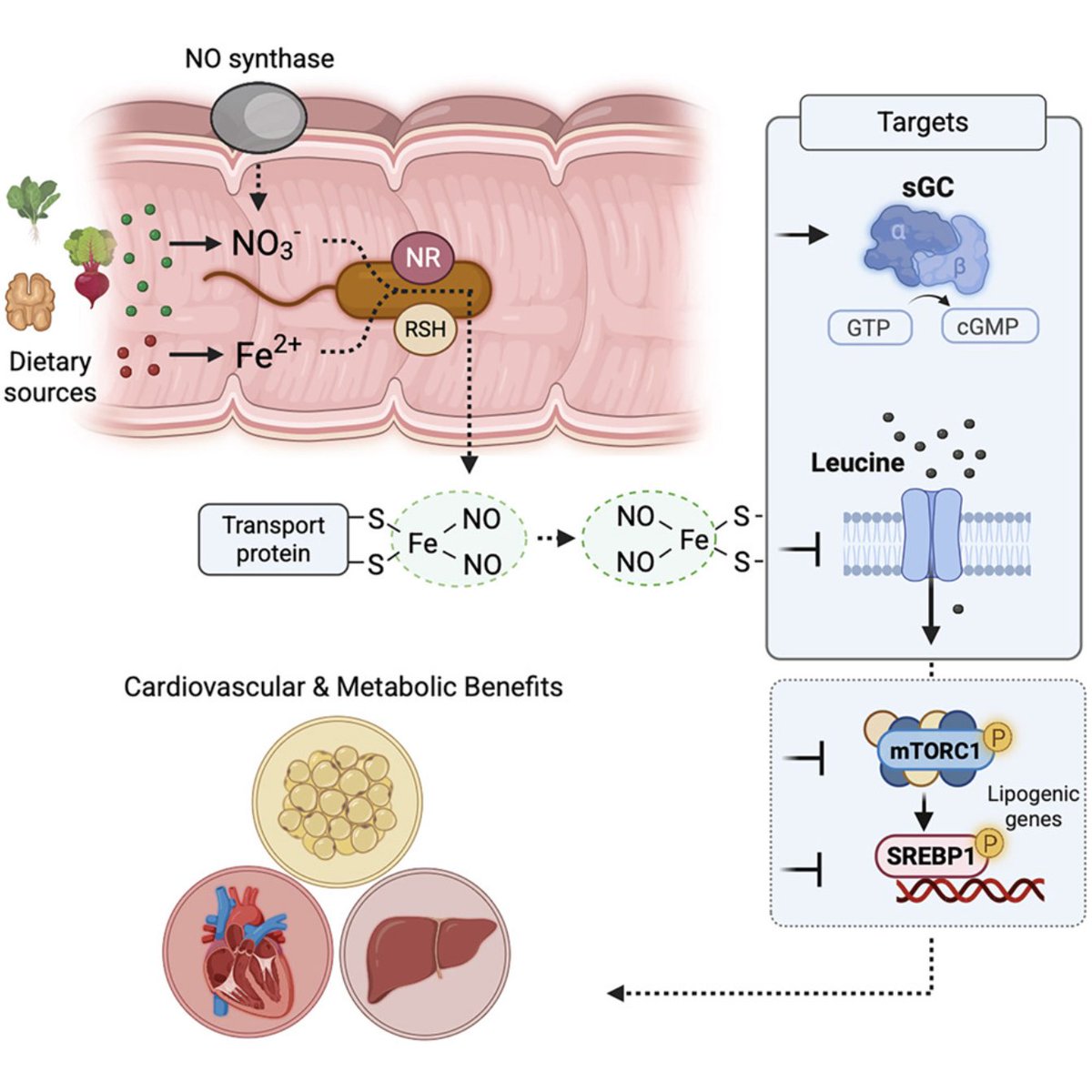 GMFHx's tweet photo. Gut microbiota generate dinitrosyl iron complexes with cardiometabolic benefits

These new findings shed light on new ways to harness the gut microbiota to support cardiometabolic health

https://t.co/3MqhbK3u8p https://t.co/kL5gSyZY8h