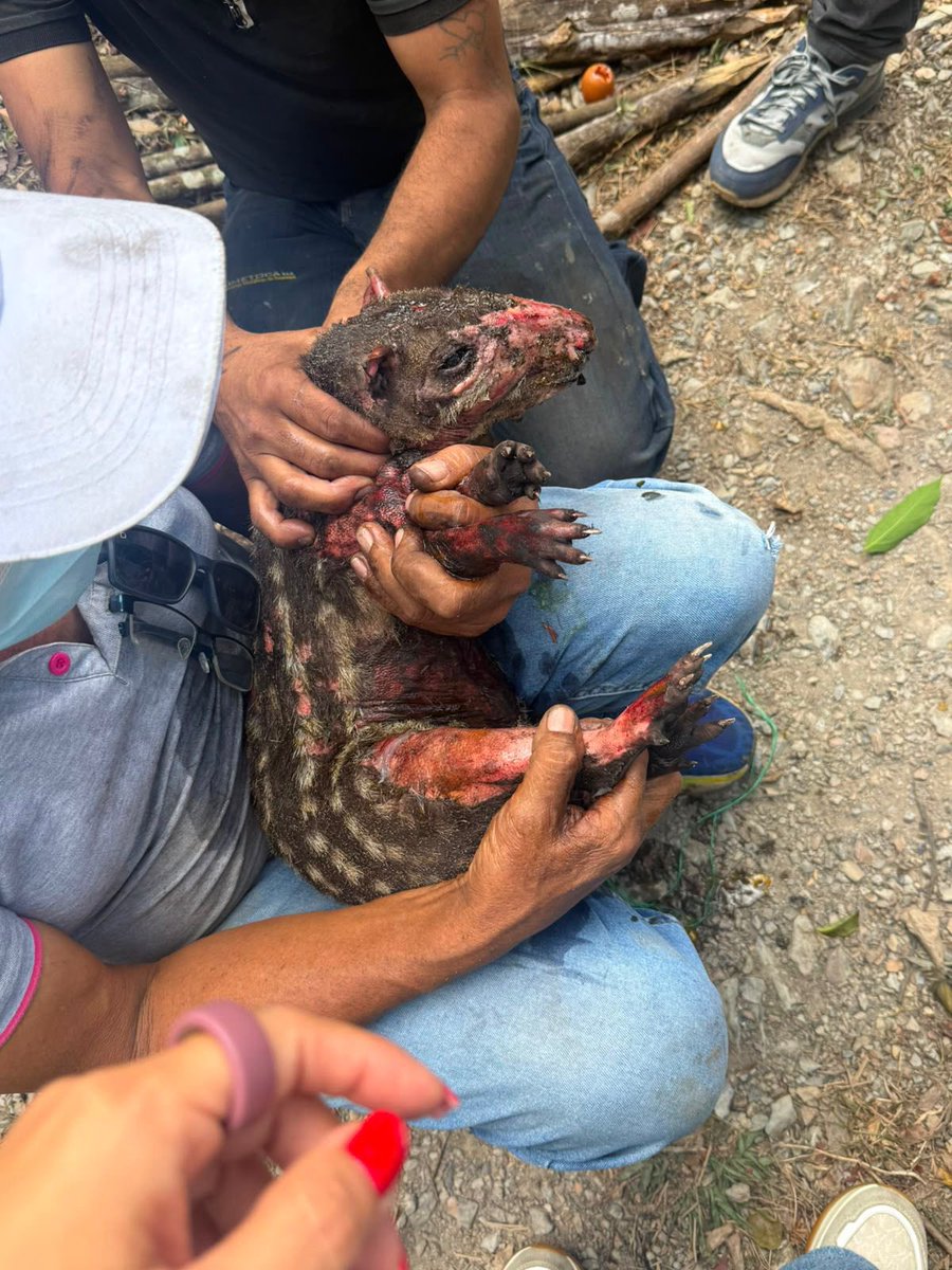 Alfred_Balle's tweet photo. Detrás de cada incendio también hay una emergencia para la fauna silvestre: en agosto, 400 incendios afectaron 1.512 hectáreas en Cundinamarca.

La @CAR_Cundi y la @UNALOficial atendieron 14 animales afectados por estas emergencias, dejando el siguiente balance: 
11 murieron, 3 permanecen bajo cuidado especializado, 2 de ellos en URRAS y 1 en el CAV. 

Si encuentras fauna silvestre afectada, no la lleves a casa ni le suministres medicamentos. La mejor forma de ayudar es reportando a las autoridades.