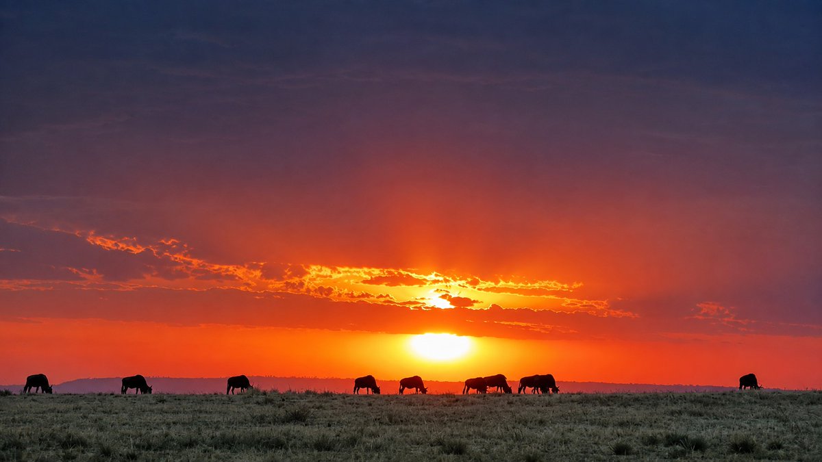 africansermonsa's tweet photo. 🌅 Golden skies. Wild horizons. Pure Kenya. 🇰🇪 Experience unforgettable Maasai Mara safari sunsets with African Sermon Safaris.

https://t.co/95w9M6WJxZ

#KenyaSafari #MaasaiMara #AfricanSafari #SafariSunset #VisitKenya #AfricanSermonSafaris https://t.co/UKjulw9vcA