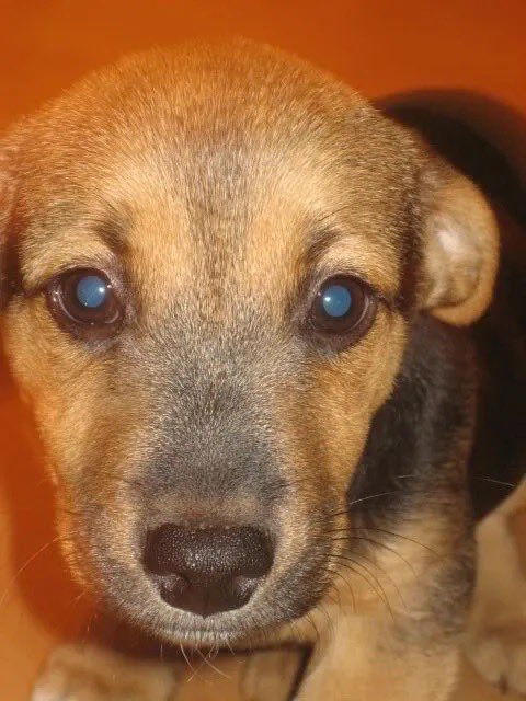 PerditaDelVerro's tweet photo. @missjohannaxo My little buddy of 14 wonderful years. I’m not going to lie and say it isn’t hard and that cancer doesn’t suck, but it was worth it for the good times and I’m glad I snapped this photo when I did https://t.co/Oe53DtkCYN