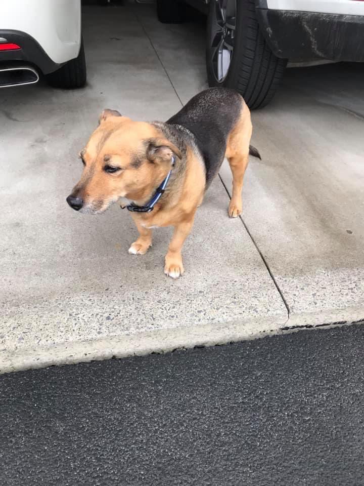 PerditaDelVerro's tweet photo. @missjohannaxo My little buddy of 14 wonderful years. I’m not going to lie and say it isn’t hard and that cancer doesn’t suck, but it was worth it for the good times and I’m glad I snapped this photo when I did https://t.co/Oe53DtkCYN