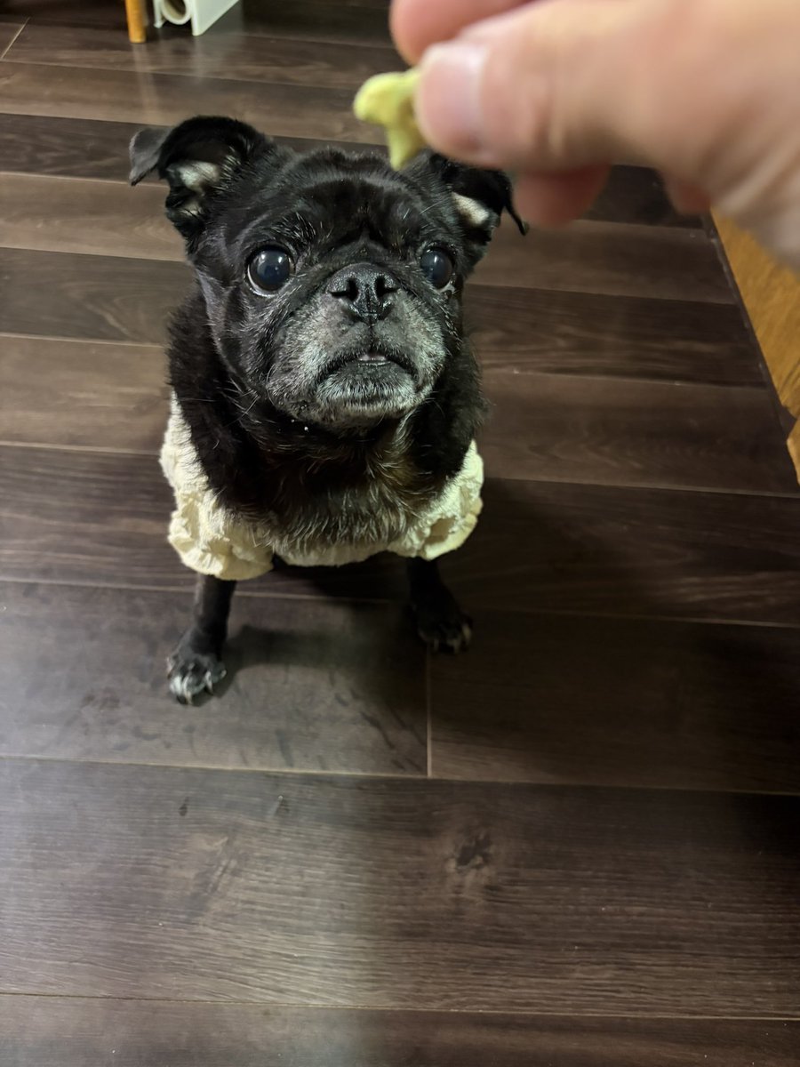 bilo's tweet photo. 待てと✋言われてないのにこれだけオヤツを待てた私は素晴らしいと思います🐕‍🦺💮🍪 https://t.co/VwntlpvRqr