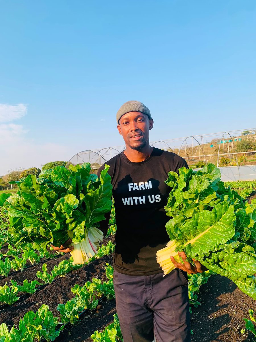 _Tee__G's tweet photo. A “lazy” South African man is running a spinach business, supplying Checkers and other major stores. 🇿🇦🥬💪🏽

Entrepreneurship in action No DNA needed 💯 South African 🇿🇦🤝 https://t.co/tuBsCpoTDl