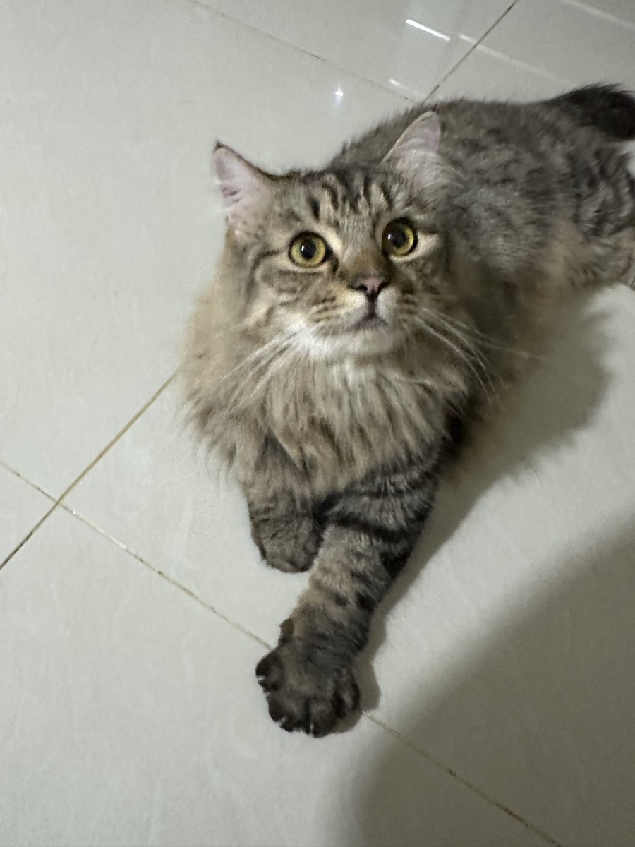 egurlhere's tweet photo. Halo guys! Aku open adopt kucingkuu yaa

Jenis : Norwergian mix himalayan mainecoon
Umur : 5thn (cowo)
Berat : -+ 5kg
Lokasi : jatibening 

Dia clingy bgt, gampang deket sm orang baru, penyayang bgt sama hoomann💗

Aku open adopt ini for free ya, bisa dm aku

#adoptkucing #kucing https://t.co/gEn1fpT6H4