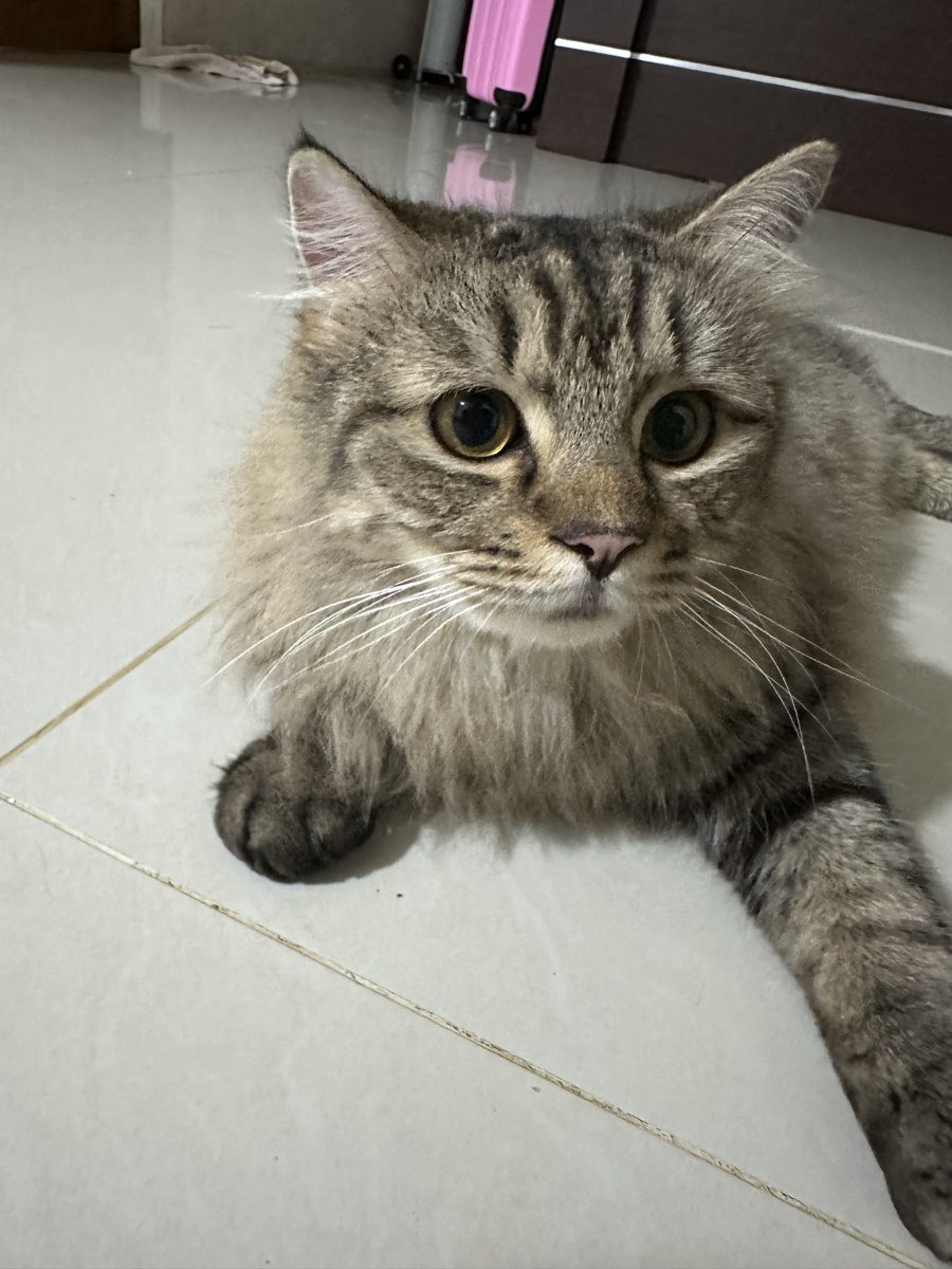 egurlhere's tweet photo. Halo guys! Aku open adopt kucingkuu yaa

Jenis : Norwergian mix himalayan mainecoon
Umur : 5thn (cowo)
Berat : -+ 5kg
Lokasi : jatibening 

Dia clingy bgt, gampang deket sm orang baru, penyayang bgt sama hoomann💗

Aku open adopt ini for free ya, bisa dm aku

#adoptkucing #kucing https://t.co/gEn1fpT6H4