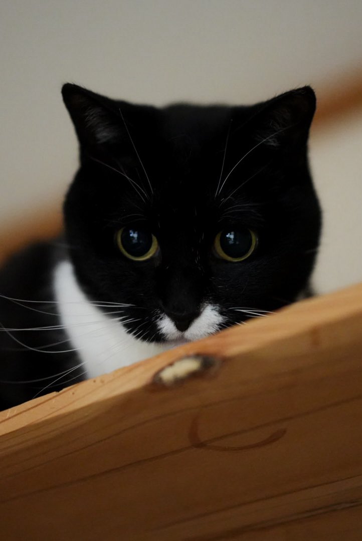 soraaobauniyoru's tweet photo. 猫じゃらしを持ってくるとよるちゃんはすぐに目がまんまるになります。
可愛い！ https://t.co/HCdcoMzMIU