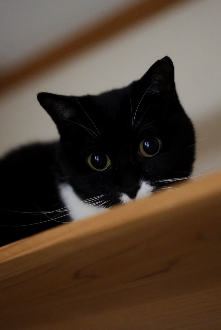 soraaobauniyoru's tweet photo. 猫じゃらしを持ってくるとよるちゃんはすぐに目がまんまるになります。
可愛い！ https://t.co/HCdcoMzMIU