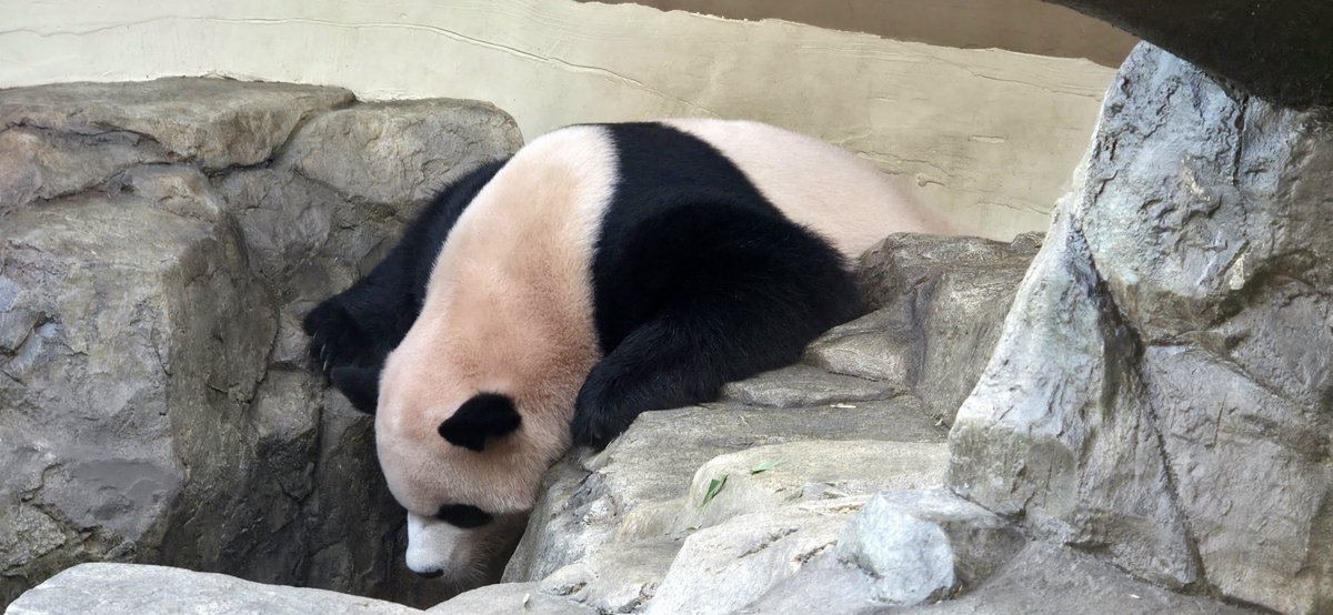LEBAO_STALKER's tweet photo. 피는 물보다 진하다.bao
#러바오🐼 #루이바오🐼 #후이바오🐼 https://t.co/Oq6tlv4QTE