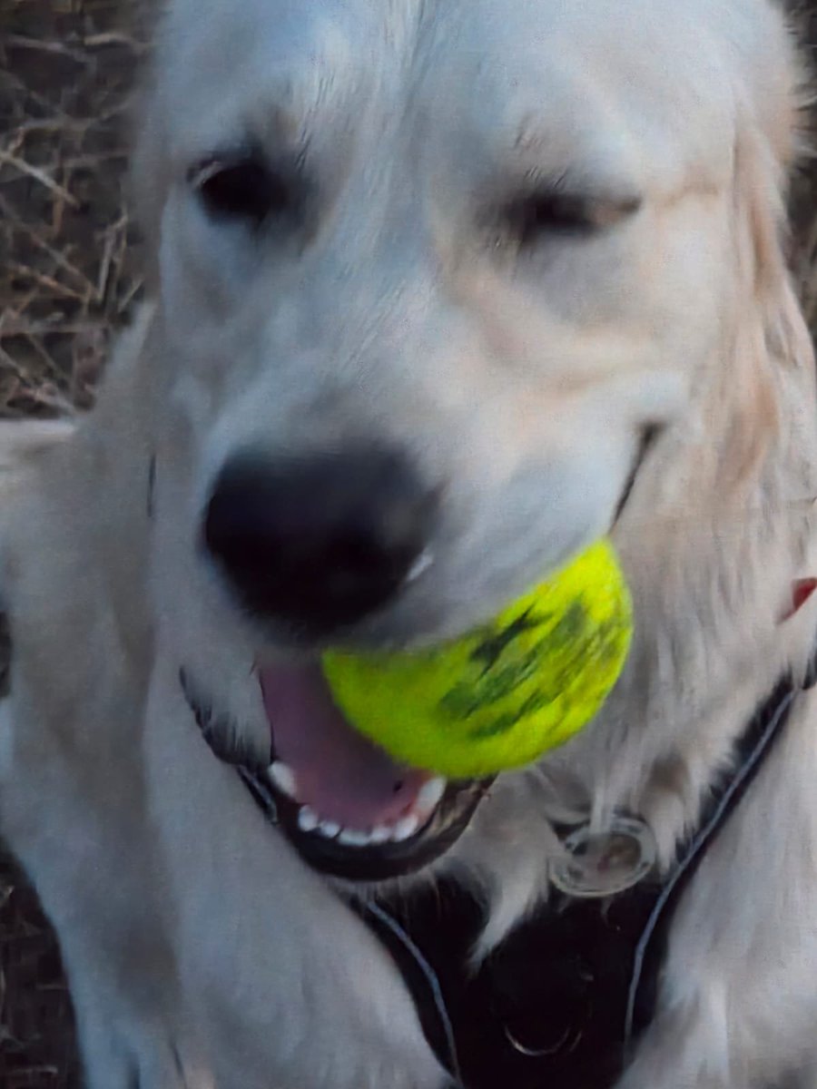 RetrieverCassie's tweet photo. Happy gotcha day to Bailey one whole year of her madness. https://t.co/v62fbVFMev