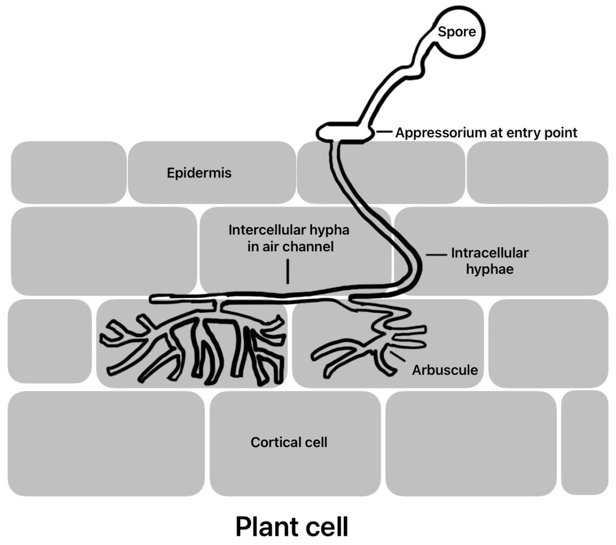 MdpiApplied's tweet photo. 💡Check out this Highly Cited Review:
🌿 Role of Arbuscular Mycorrhizal Fungi in Maintaining Sustainable Agroecosystems
📖 Read the full text: https://t.co/WkKbHvZn1k
#MDPI #OpenAccess #AppliedMicrobiology #Mycorrhiza #AMSymbiosis #MicrobialCommunity #PlantMicrobeInteractions https://t.co/dJdfOOR1a5