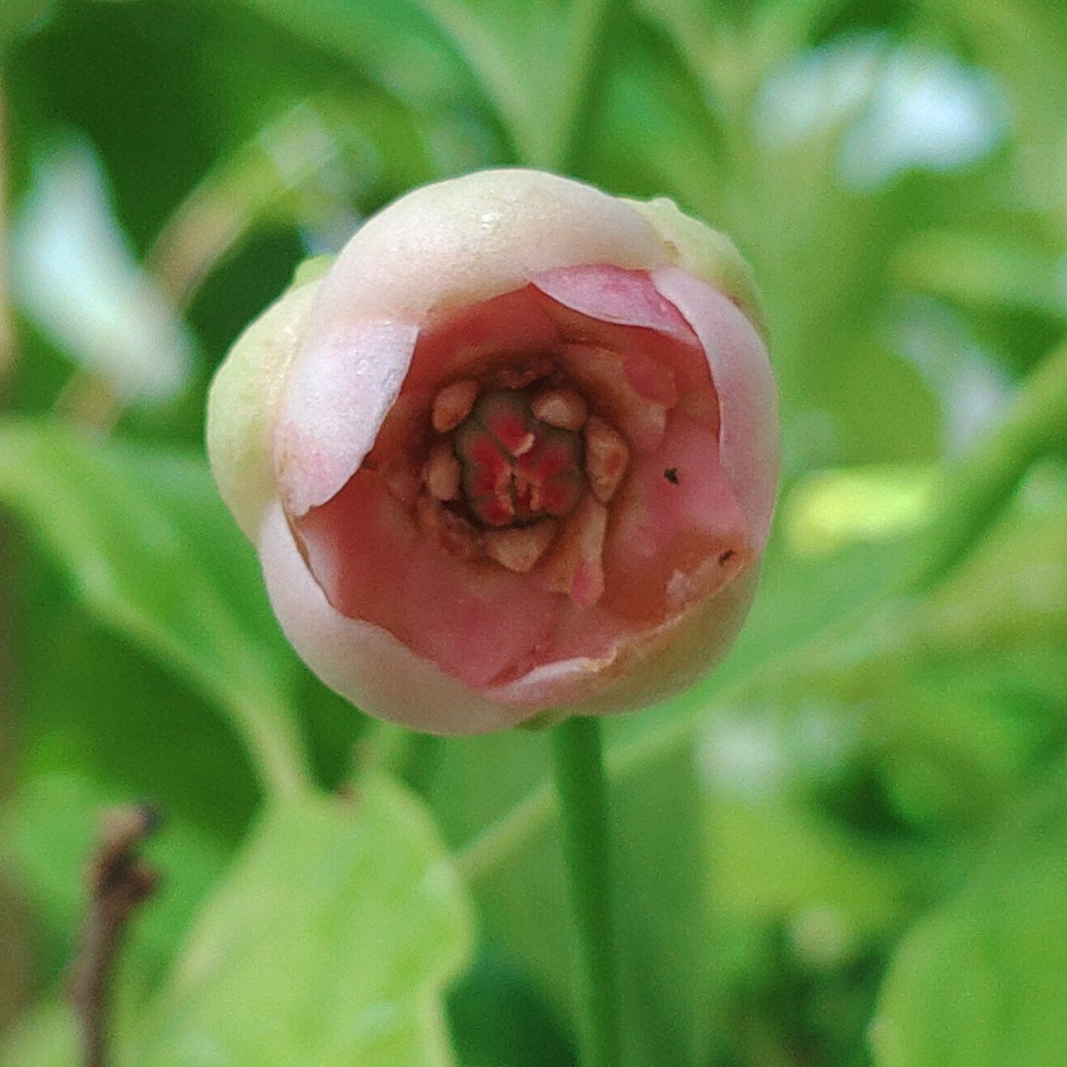 pyM1rXM7ql92130's tweet photo. これはよく知られている香辛料になる植物の花です。すぐにわかる人は私と同業者⁉️普通に生活してても出会いません｡特殊な植物園か生産地、原産地でないと見られません。日本国内で見られる、そっくりな植物は有毒で食べられません。何かわかりますか？答えはまた後で｡ https://t.co/fXmYKN9N0k