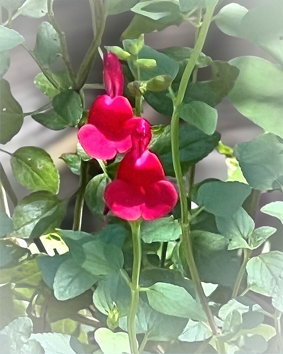 Photo07Machi10's tweet photo. 花 植物 実 自然 景色
#TLを花でいっぱいにしよう
#キリトリセカイ #花写真
#チェリーセージ https://t.co/318yOYhCEc