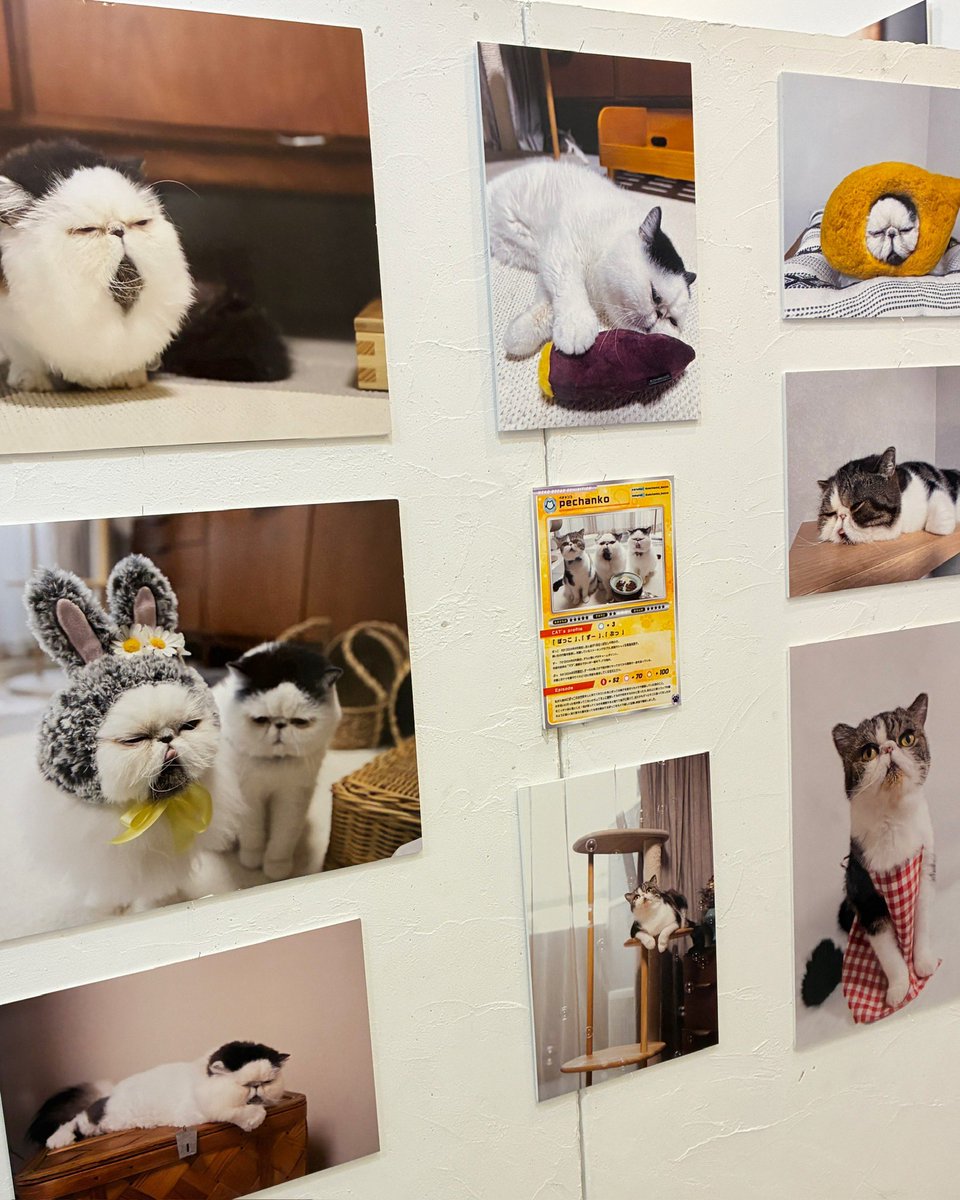_monchatmignon_'s tweet photo. ただいま開催中の「ねこ休み展 夏 2026」に行ってきました🚶‍♀️

会場にはたくさんの写真の展示やグッズが販売されていて、猫好きにはたまらない空間でした💕 https://t.co/asRwfrgciq