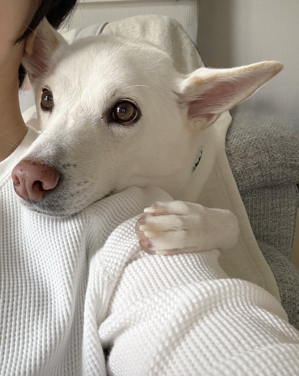 center_haru_'s tweet photo. これは一緒に犬の旅行のYouTubeをみてるハル
おててがかわいい https://t.co/Fb8IQPBbg6