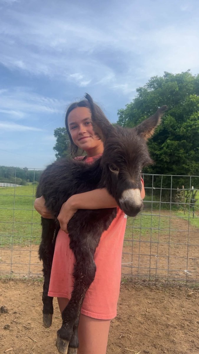 IAmyLeigh's tweet photo. 🚨UPDATE:HeeHaw wasn’t just a farm animalhe was family. Raised indoors as a baby, he even slept in Hannah Israel’s bed, and she proudly called him her son. Sweet-natured and friendly to everyone he met, HeeHaw brought joy to local nursing homes and petting zoos.

​Tragedy struck around 12:45 a.m. on August 30, 2026, when police officers entered the pasture at Elsberry Riding and Farm without notifying the landowner. True to his friendly nature, HeeHaw trotted over braying to greet them, acting just like the household pet he was. Instead of a warm welcome, a handler deployed a Taser against him, and Officer Garner fired a single shot from his department-issued Glock 17. Mortally wounded, HeeHaw turned, walked up the hill, and passed away in his home pasture.

The officers left. The family searched with flashlights to find his body.

There was no reasonable threat. None.

HeeHaw was a miniature donkey. He was bottle-fed from birth. He was trained to walk up to people. He brayed at strangers because that is how a donkey talks. He did not have a weapon. He did not bite anyone. He did not trample anyone. After the shot he turned away and went up the hill. That is the opposite of an attack.

A reasonable person would not have believed that donkey was about to cause harm. A reasonable person seeing a petting-zoo animal come toward him in its own pasture at night would have seen a curious pet, not a deadly threat. Chief Jamie Newsome watched the bodycam. Asked if Garner said he feared for his life, Newsome said no. The video has not been released.

The officers departed immediately, leaving the grieving family to search the dark pasture with flashlights until they found his body.

​HeeHaw posed no reasonable threat whatsoever. As a miniature donkey bottle-fed from birth, he was specifically trained to approach people, braying simply to communicate. He was unarmed, showed no aggression, and neither bit nor trampled anyone. In fact, after being shot, he turned and walked up the hill a clear act of retreat, not an attack.

​No reasonable person would have perceived a gentle petting-zoo animal approaching in its own familiar pasture as a danger. Even Chief Jamie Newsome, after reviewing the bodycam footage, confirmed that Officer Garner never claimed he feared for his life. Despite this, the police department has yet to release the video to the public.

That record is enough to say Trenton Garner is not fit to be a police officer. A man who treats a greeting from a baby donkey as a reason to fire a Glock 17 should be barred from wearing a badge again.

Now look at the law that would have applied if he were not a cop.

Georgia Code § 16-12-4 is the animal cruelty statute. A donkey counts.

Under § 16-12-4(b), a person commits cruelty to animals when he causes death to an animal by any unjustifiable act.

Under § 16-12-4(d)(1), a person commits aggravated cruelty to animals when he maliciously causes the death of an animal. That is a felony. First offense: 1 to 5 years in prison, a fine up to $15,000, or both.

The only off-ramp is justification. § 16-12-4(h) says you may kill an animal only when you reasonably believe it is necessary to stop an imminent threat of injury to a person, another animal, or property.

That defense requires a reasonable belief. Not panic. Not “it came toward me.” A reasonable person, looking at a house-raised miniature donkey running up and braying on its owner’s land, would not have believed lethal force was necessary. There was no imminent threat. There was no harm. There was a pet.

But for the fact that Trenton Garner is a police officer, he would be facing felony charges under § 16-12-4. Prosecutors would not need a new statute. They would have misdemeanor cruelty on the unjustifiable killing. They would have felony aggravated cruelty on a malicious killing with no lawful reason. On these facts, that felony charge is the charge a civilian would be looking at.

A felony conviction of that kind is also the kind of record that bars a person from possessing firearms.

So the issue that has to be asked in public is this: if the same conduct would have put a civilian in range of a § 16-12-4 felony and taken his guns, why is there no serious process to decide whether this officer should keep a firearm after he used one on a bottle-fed baby donkey that posed no reasonable threat?

The badge is what is keeping this in an administrative file. The cruelty statute does not say “except police.” It says the killing has to be justified. On this record, the justification is a claim that a bottle-fed mini donkey charged a grown man. A reasonable person would not have believed that. That is the entire defense, and it does not hold.

Demand the bodycam. Demand he never wear a badge again. And put the firearms question on the table, because Georgia already wrote the answer for everyone who is not wearing a uniform.

Cedartown PD Case 26-7475. O.C.G.A. § 16-12-4. Georgia Department of Agriculture Law Enforcement Division is investigating.

📸 Credit / Source Jim Feury