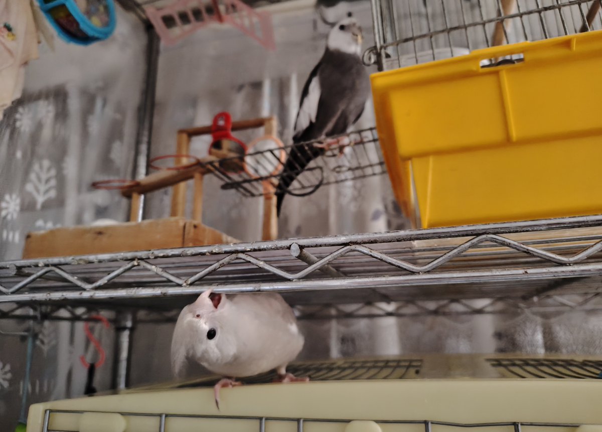 tanunnu's tweet photo. 🐣ヒーハー！です
🐥見張り https://t.co/R0tpmX5DAK