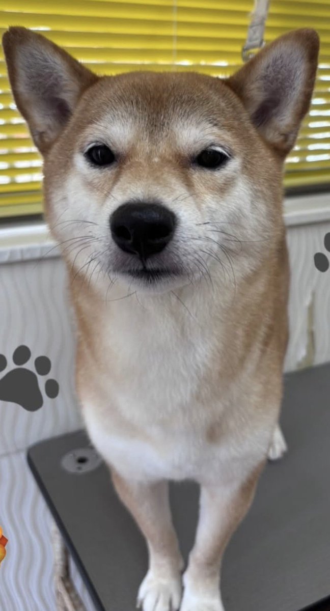 demio4x's tweet photo. サロンに通い始めて3年目にして、初めてトイレしたらしい。今までは警戒心から意地でもしなかったらしいが、おそらく引っ越しで移動距離が長くなったので観念したと思われる。 https://t.co/Htfjw3mx8Z