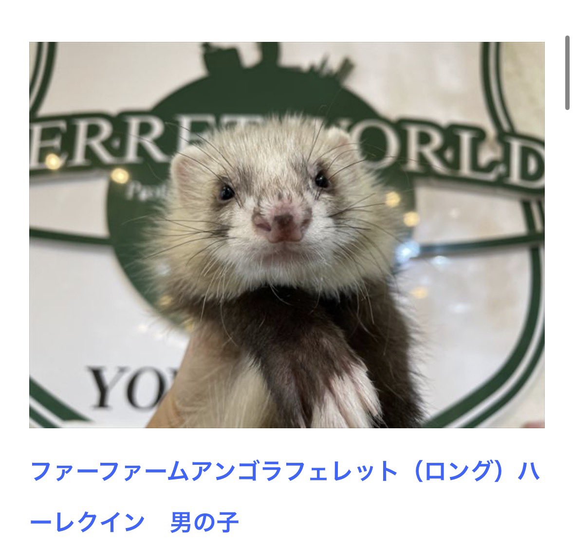 9xlfll's tweet photo. フェレワの家族が決まりましたにおさしみ載ってた！！
お名前店員さんに伝えればよかったなああ https://t.co/Oh68WJ9jIy