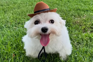 karvangr's tweet photo. @miraatwt look at this little fuckass dog with its little fuckass hat and its little fuckass ears so cute🥰 https://t.co/KreG0G0JUp