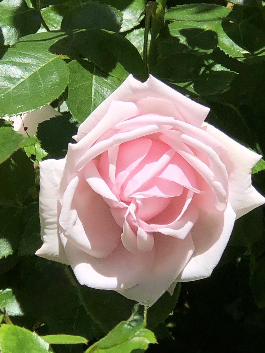 GardenByTheSea's tweet photo. Good morning ☀️ A pink rose for this #FlowersOnFriday #PinkFriday 🌸
#RoseADay #mygarden #flowerphotography #pinkroses #gardening https://t.co/sley9s3ery