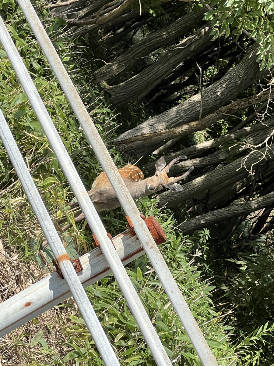 daimai0903's tweet photo. 水路でガサガサしてるニンゲンを観察する🦌 https://t.co/HNJXYdLcOS