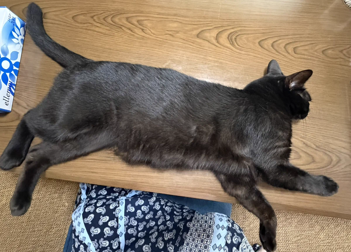 新品未使用　 黒猫　クロネコ 黒ねこ 11号 黒猫 ページ‍ くろねこページ くろページ ZX-11 | Moto