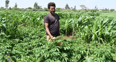 FikreJesus's tweet photo. 🇪🇷
In Debarwa, improved potato seeds produced at the Halhale Agricultural Research Center are helping boost productivity, strengthen resilience, and improve farmers’ outcomes. 🌱🥔 https://t.co/gh3AbGvjtn