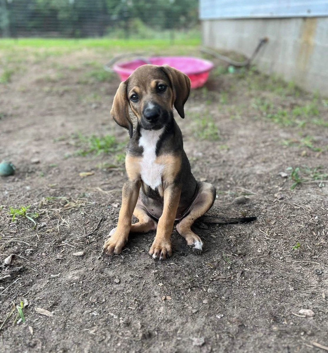 LolaPatolla's tweet photo. It’s $5 Friday!
Three sweet faces this week.
One senior with a large mass,
Two puppies deserving a better future.
We have a $500 match from fren @clydeitstime  this week!
How amazing is that!!!
Donations are doubled! 🤗♥️
https://t.co/E3RohOMmwo https://t.co/RCtI2kxpLU