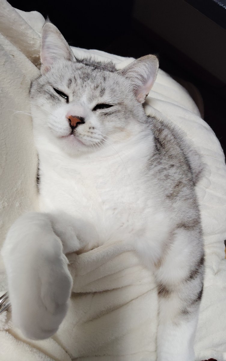 ipheions's tweet photo. もう毎晩エプロンのポケットで寝てる。ベッドに寝かしつけても即戻って椅子を占拠し（座りたいなら抱っこしろ）してくる。椅子を奪われなくても、抱っこしないでいるとモニタを塞ぎに来るので抱っこせざるを得ない。���っこしない期間は二カ月もなかった。一年のうち十カ月抱っこ寝するの？マジ？尻死ぬ https://t.co/qEuHhBEvmx