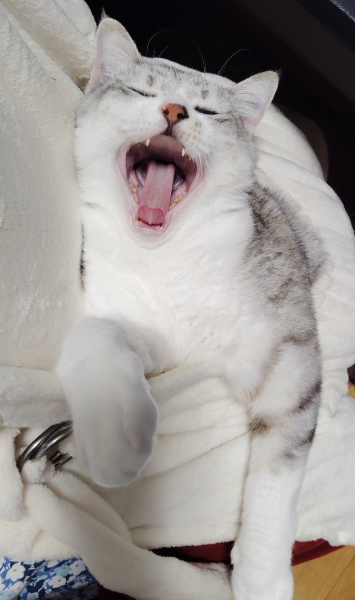 ipheions's tweet photo. もう毎晩エプロンのポケットで寝てる。ベッドに寝かしつけても即戻って椅子を占拠し（座りたいなら抱っこしろ）してくる。椅子を奪われなくても、抱っこしないでいるとモニタを塞ぎに来るので抱っこせざるを得ない。���っこしない期間は二カ月もなかった。一年のうち十カ月抱っこ寝するの？マジ？尻死ぬ https://t.co/qEuHhBEvmx