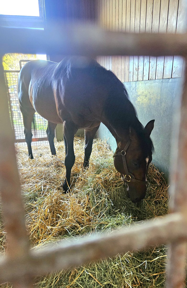 StayHalo's tweet photo. いっぱい食べる君が好き 

ドウデュース
君にずっと会いたかったんだよ

引退の有馬記念で伝えたかった最大の感謝の気持ちを、
あの日から長かったけど
ようやくお礼をすることができました

(ひたすら飯食ってたけど笑)

これからも元気でいてね

※一般見学不可 https://t.co/Zs0TTEPiNY