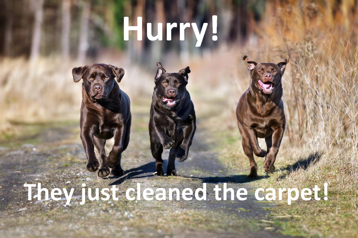 carpetdryclean's tweet photo. Nothing is more exciting than freshly clean and DRY carpet! Is it time to have yours cleaned? https://t.co/RYvdbWdJy5