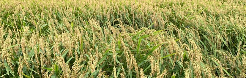 aru59's tweet photo. 「実るほど頭を垂れる稲穂かな」
私の好きな言葉です。

いつまでも謙虚で感謝を忘れない自分でありたいです。

皆様いつもありがとうございます。 https://t.co/Z1DsbMnatw