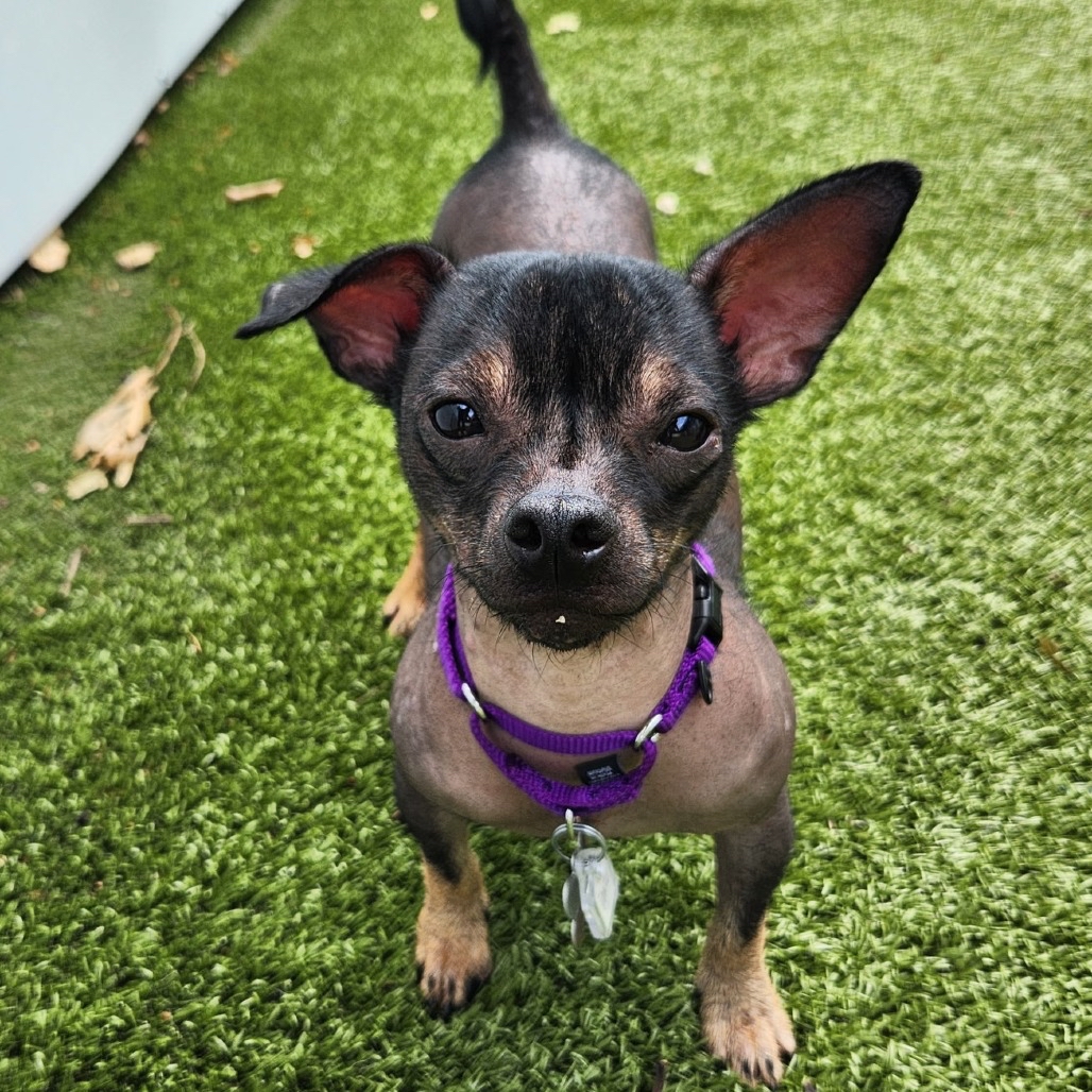lostdogrescue's tweet photo. 💙 Some best friends come as a package deal 🥹💛

Meet Paco & Donte — a very special pair of 1-year-old miniature Xoloitzcuintli (Xolos!) looking for a home together! 🥰

At just 13 lbs each, these two little guys are sweet, affectionate, and total charmers. Donte is the more confident of the duo, while Paco can be a little more shy—but with his best buddy by his side, he’s ready for whatever comes next! 

They’ve done well with kids, dogs, and cats. Both boys are food-motivated and ready to keep learning with their people. And did we mention how special they are? Xolos are an incredibly uncommon breed, so you don’t get a chance to meet a pair like this every day! 🤩

🌟 Come meet this one-of-a-kind duo TOMORROW, Saturday 9/5, from 12–2 PM 

📍7 Corners PetSmart Adoption Event
🔗 Event Info: https://t.co/OHJl7A9WHB