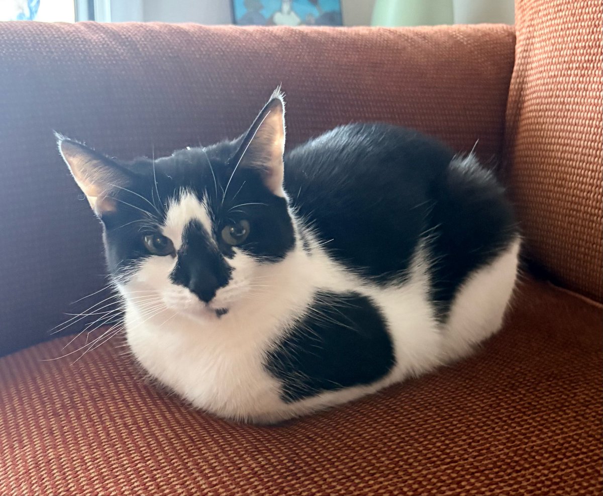 nijiimura's tweet photo. Rhea Bipley achieved the most perfect loaf last night. No wrinkles no crevices tail and limbs perfectly tucked in like wow https://t.co/PFmsm0xLpq
