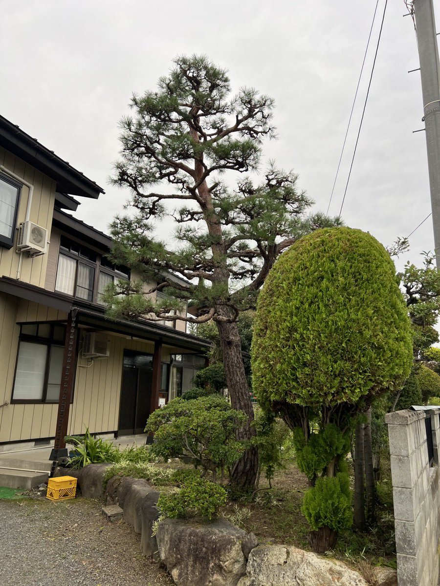 SAITOZOUEN's tweet photo. 今日も剪定作業🙂
天候は曇り☁️涼しくて仕事がしやすい👍
もう秋なのかと思うくらい😊
今日も一日お疲れ様でした😉
#赤松剪定 https://t.co/trT4Q4808Z