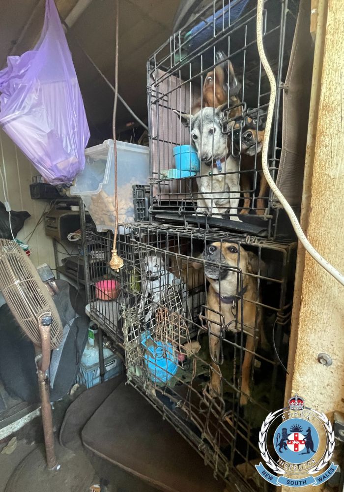 YTBloodMoney's tweet photo. Sydney couple convicted of animal cruelty again. Courts had warned them. Animals paid the price. #YouTubeBloodMoney Source: https://t.co/FLjgEaO489 https://t.co/8SHnbj5Owz