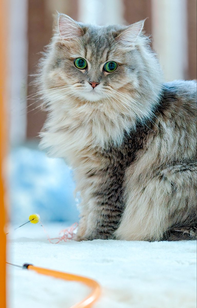 lua_lua_x_x's tweet photo. 基本おもちゃはフル無視です。
1人遊びが好きだからです。

#猫のいる暮らし #猫の日常 #猫のいる生活 
#猫好きさんと繋がりたい #猫　#ミヌエット https://t.co/Mtb8Zmf2Fo