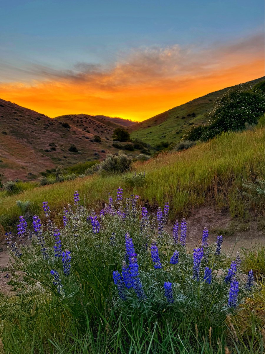 8ntmuch's tweet photo. Share your Flowers for Friday!

“Where flowers bloom so does hope.” https://t.co/xLiaMc3UVK