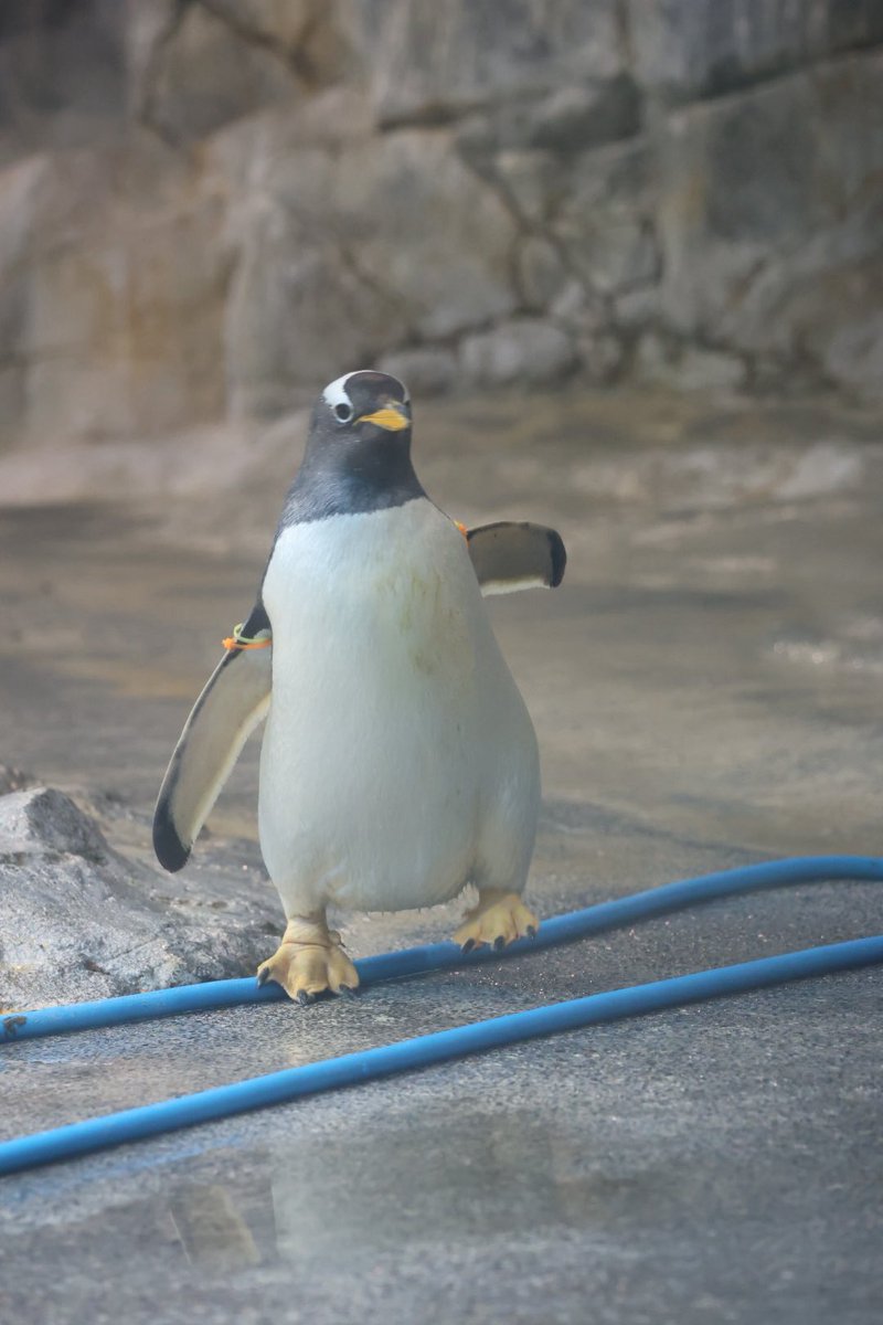 muroo_pg's tweet photo. ホース踏んづけ
 #長崎ペンギン水族館
 #ジェンツーペンギンNo35 https://t.co/4lqQqvxWkg
