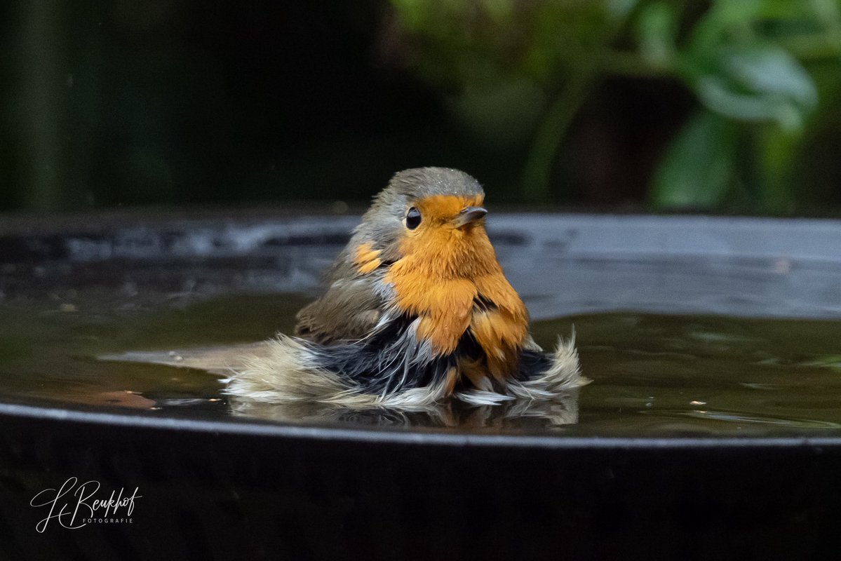 beukhorst's tweet photo. Wat zijn het toch leuke vogeltjes.
Je zou zeggen, je wordt al nat genoeg door de regen. Maar dit roodborstje nam toch nog een heerlijk bad.
#roodborstje
#robin
#veluwe https://t.co/d3dFC6XLVw