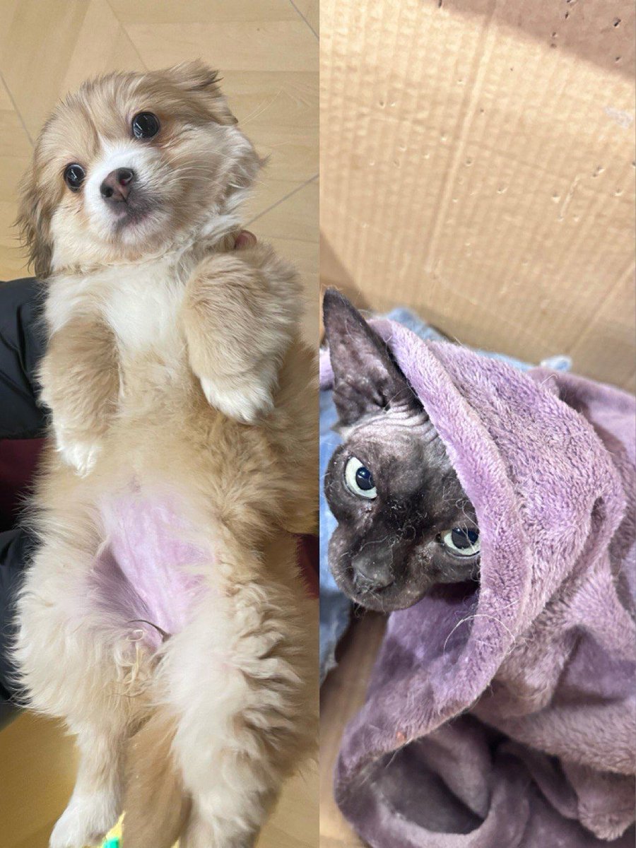 milke557979's tweet photo. Watched my tiny rescue pup grow from cramming into a teacup to stealing the whole couch in 8 months—growth hits different when it’s all messy, loud, and mine. https://t.co/KaapKjYVZb