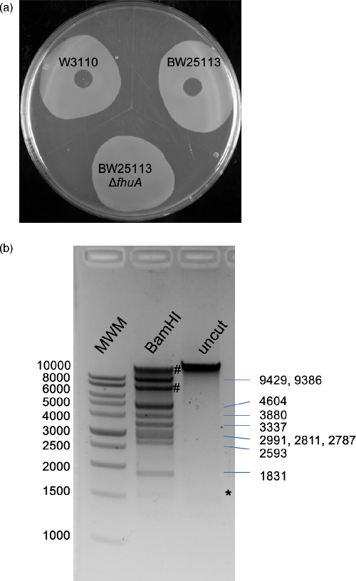 MicrobioSoc's tweet photo. The metal-uptake-deficient Escherichia coli strain GR536 contains the ϕ80 prophage. 

Published Open Access and fee-free in ACMI using a Publish and Read agreement: https://t.co/RrQmZ33lFK 

#ACMI #PublishandRead https://t.co/HZ9Leww2Mj