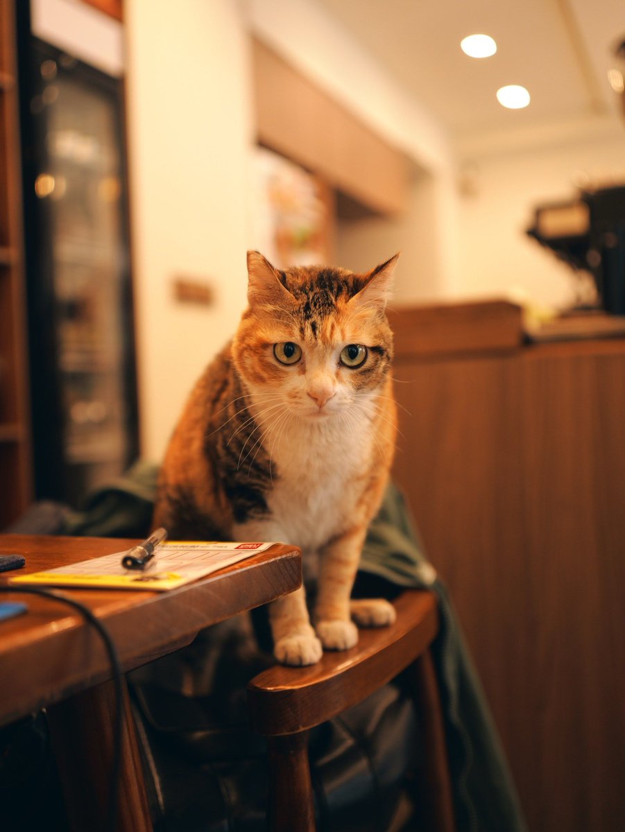 LasonyaElftman's tweet photo. Mid-work slump = coffee + 5-min cat scroll break https://t.co/kwrU7btnLy