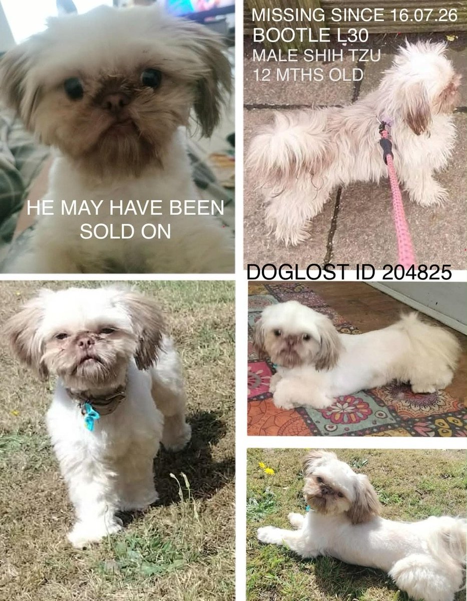 millypod1's tweet photo. 🆘16 JULY 2026 #Lost LITTLE MONKEY #REWARD
Shih Tzu Male #STOLEN??
Home in #Bootle #Merseyside #L20
Borough of #Sefton #Liverpool
Taken from the house (feared STOLEN by EX) possibly SOLD on. Could be in local area, TSKELMERSDALE
https://t.co/azd18IrXft https://t.co/Mu58XiJc8c