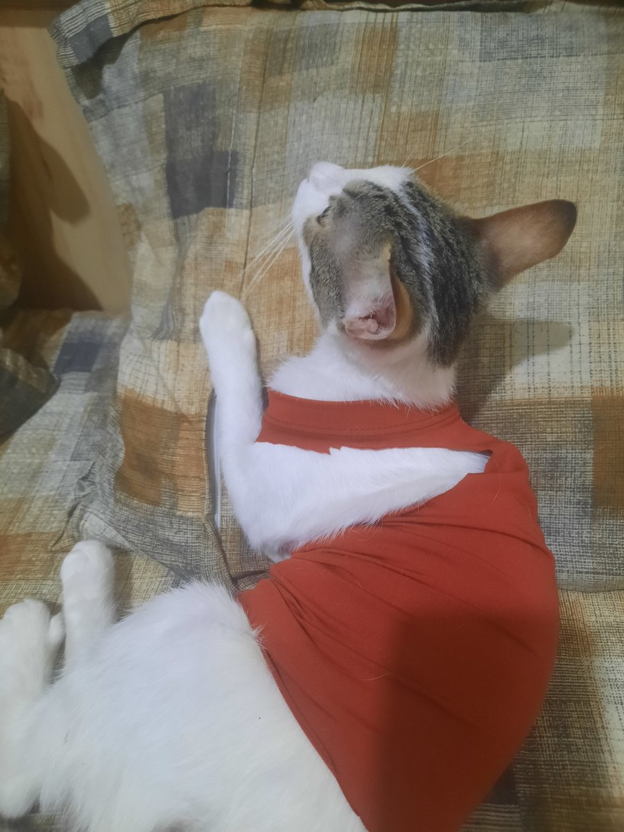 Ririhavecats's tweet photo. دوستان دکتر فاکتور نداده 
برای ایران ماده هست ۲ گرفتن 
برای فنقل که نهان بیضه داشت ۵ گرفتن 
۱.۶ هم پول سونو گرافی فنقل شد 
لباساشونم خودم دوختم با پارچه تمیز https://t.co/ktDyyuliDI