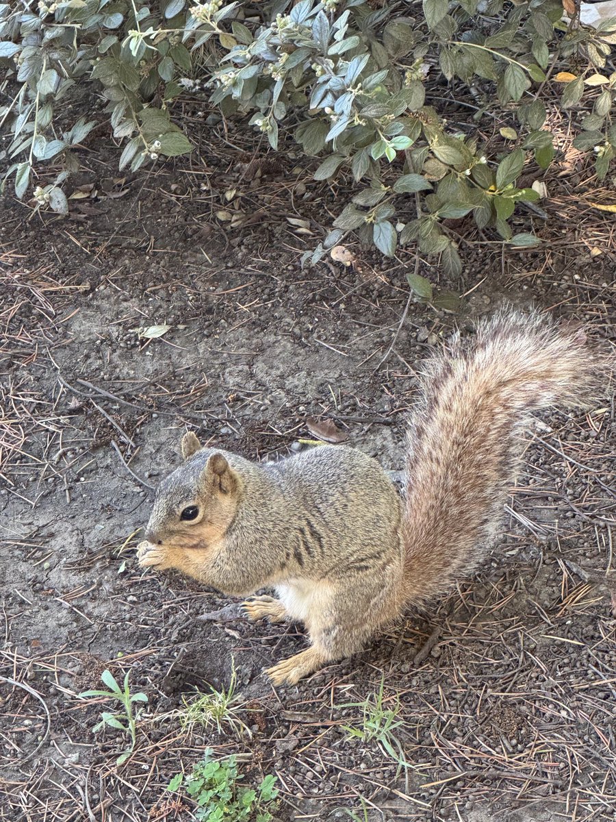 Dame_1Mel's tweet photo. Live photo gallery of squirrels #AnimalWorld https://t.co/3uwax1bFHc